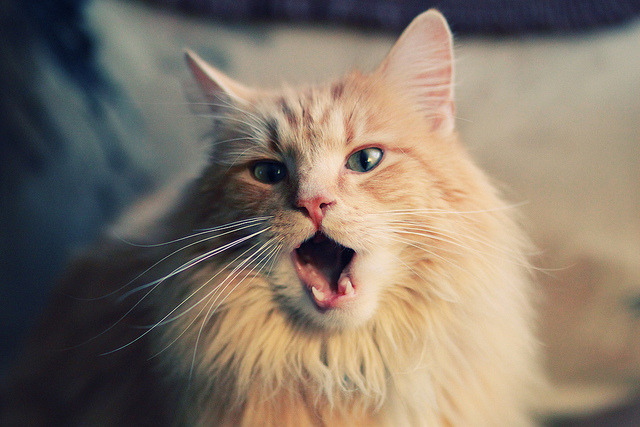 kaiyun开云·官方网站-_鹈鹕不断调整，实力不断提升_，“鹈鹕”