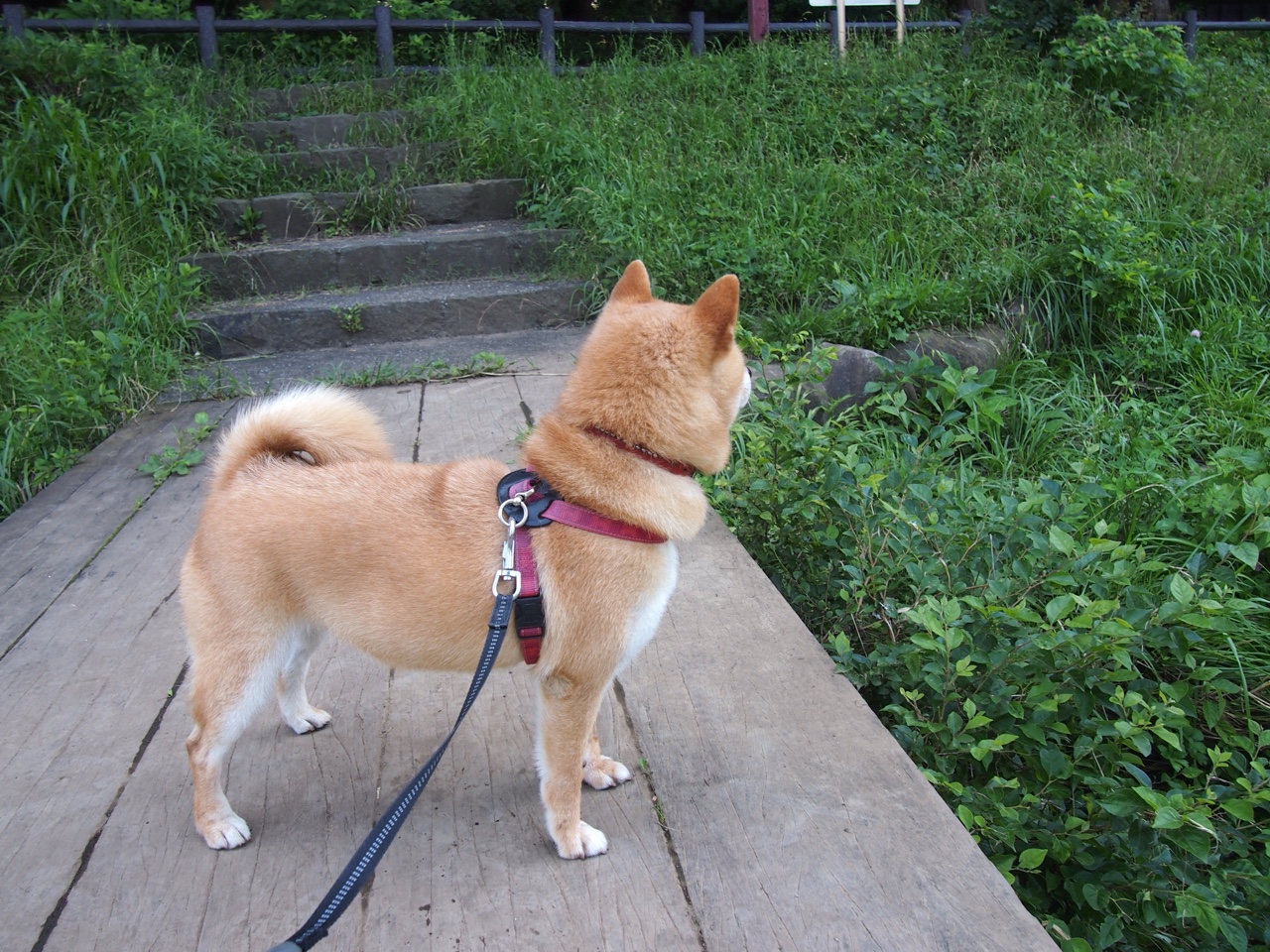 开云 官网 入口-“非凡战术：中锋位置的创新打法揭秘”，中锋实战视频